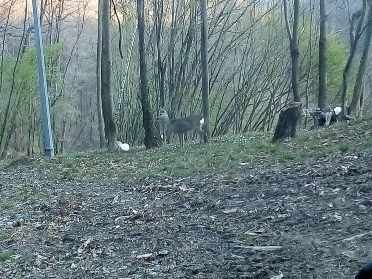 Appartamento La Casa Nel Bosco Rueglio Exterior foto